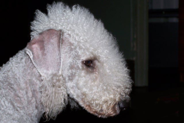 Airis Blue Volshebny Svet 02.02.2008.JPG